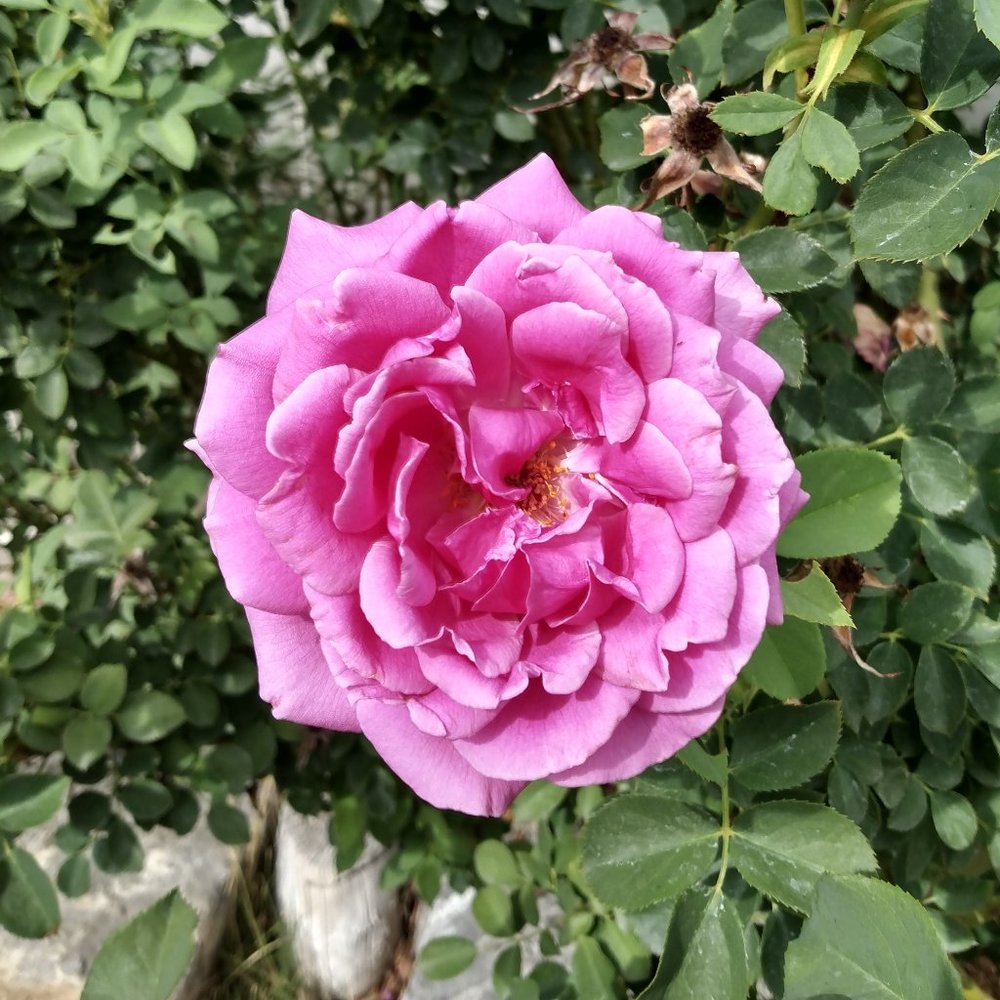 Meet your Posher, Shymo